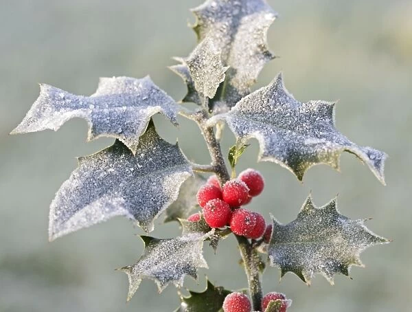 Frost on Holly 003061