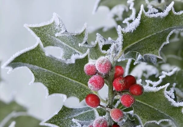 Frost on Holly
