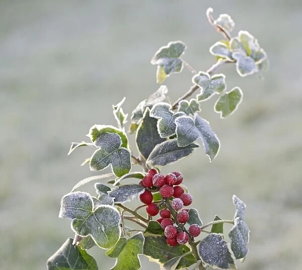 Frost - on Holly and Ivy 003063