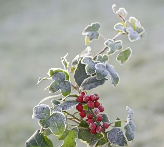 Framed Print : Frost - on Holly and Ivy 003063 Framed Print : Frost - on Holly and Ivy 003063