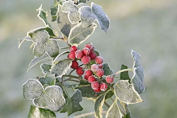 Frost - on Holly and Ivy 0030636