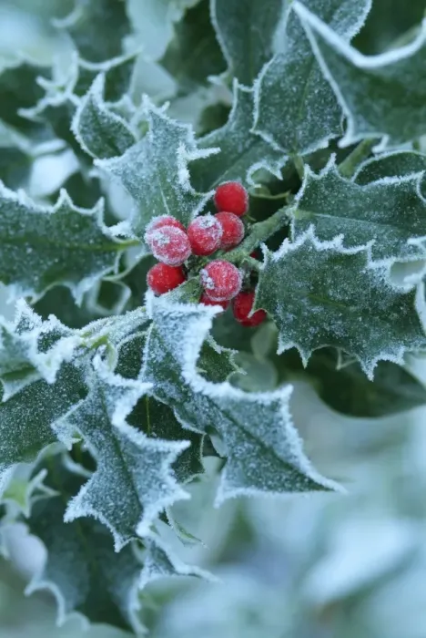 Framed Print : Frost on Holly leaves Framed Print : Frost on Holly leaves