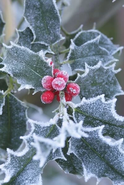 Frost on Holly leaves
