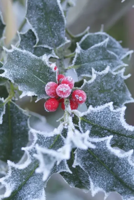 Framed Print : Frost on Holly leaves Framed Print : Frost on Holly leaves