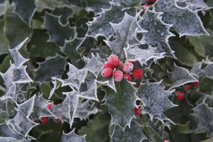 Framed Print : Frost on Holly leaves Framed Print : Frost on Holly leaves