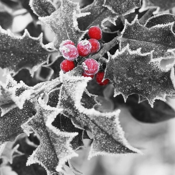 Frost on Holly leaves Digital Manipulation: turned B&W