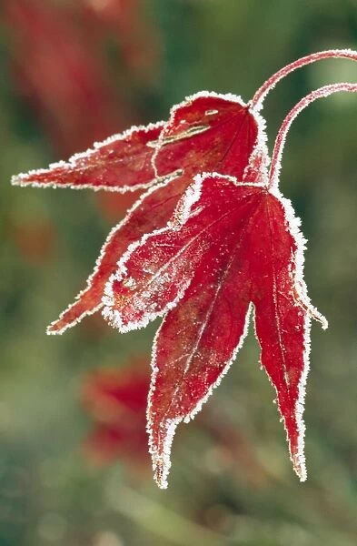 Frost On Maple Leaf