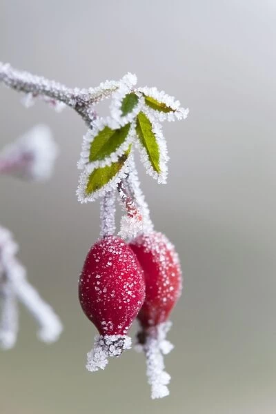 Frost on a rose hip - winter - UK