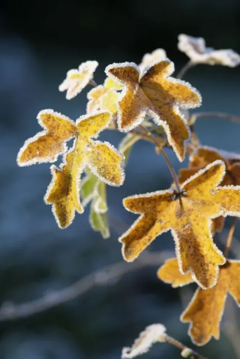 Framed Print : Frost on Sycamore leaves Framed Print : Frost on Sycamore leaves