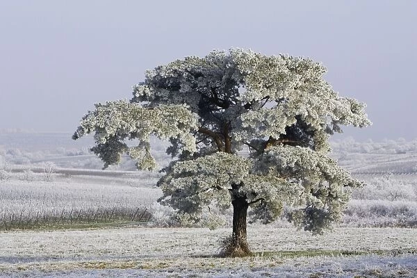 Frost - on tree. Alsace - France