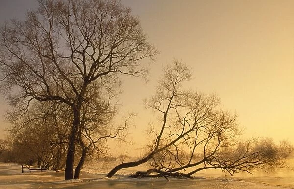 Frost on tree at evening light River Narew Poland 80053223