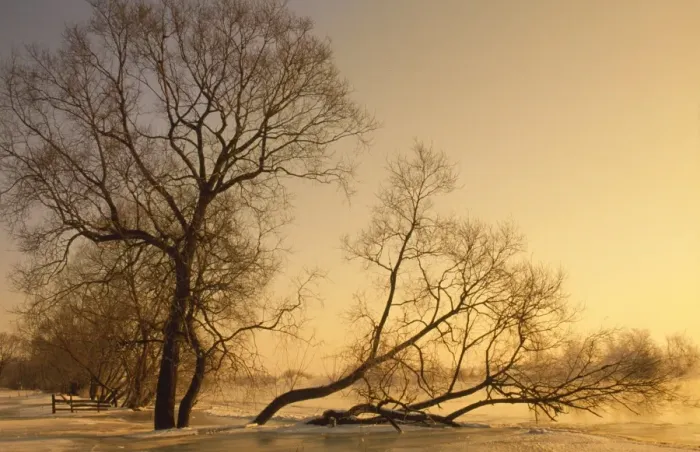 Framed Print : Frost on tree at evening light River Narew Poland 80053223 Framed Print : Frost on tree at evening light River Narew Poland 80053223