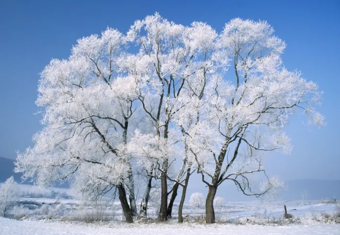 Framed Print : Frost on Willow Tree Framed Print : Frost on Willow Tree