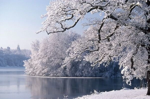 Frost - winter - lakeside vegetation through the seasons - Viginia Water