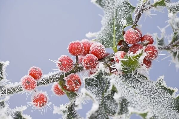 Frosted holly 003390