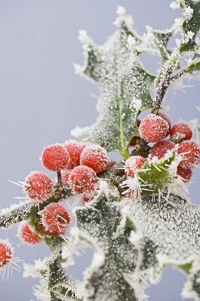 Frosted holly and berries 003391