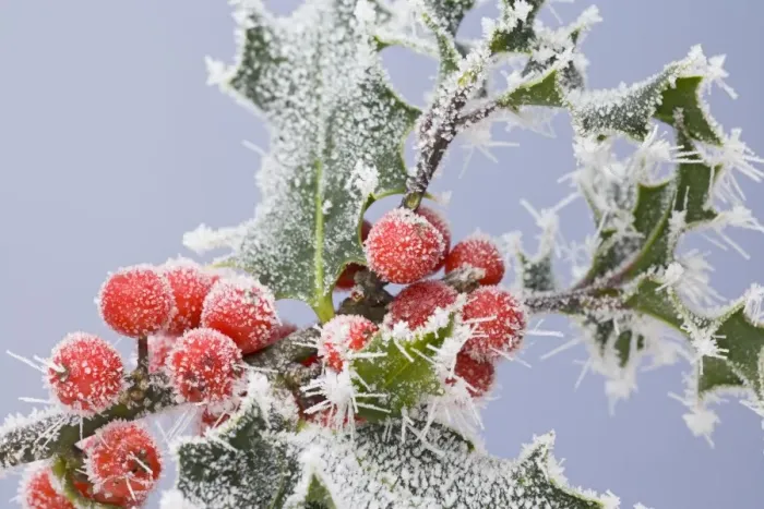 Framed Print : Frosted holly and berries 003393 Framed Print : Frosted holly and berries 003393