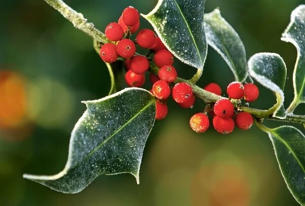 Frosted holly leaves and berries. Kent - UK. December. Lightened + added soft focus berries to background