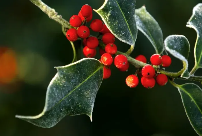 Framed Print : Frosted holly leaves and berries. Kent - UK. December Framed Print : Frosted holly leaves and berries. Kent - UK. December