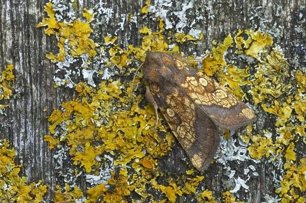 Frosted Orange Moth Gortyna flavago Essex, UK IN000562