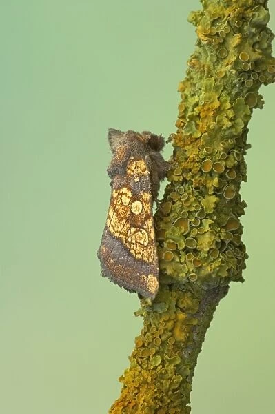 Frosted Orange Moth Gortyna flavago Essex, UK IN000565