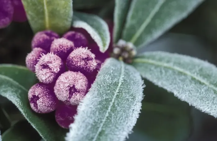 Framed Print : Frosted skimmia japonica with colour change to plum Framed Print : Frosted skimmia japonica with colour change to plum