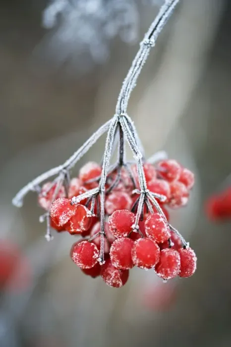 Framed Print : Frosted Viburnum berries in a Kent garden. December. Digital Manipulation: added frost to berries Framed Print : Frosted Viburnum berries in a Kent garden. December. Digital Manipulation: added frost to berries