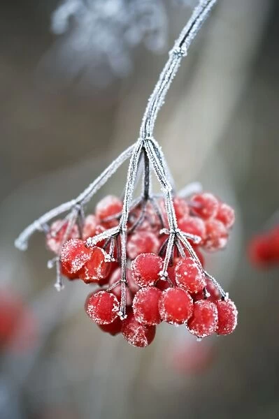 Frosted Viburnum berries in a Kent garden. December. Digital Manipulation: added frost to berries
