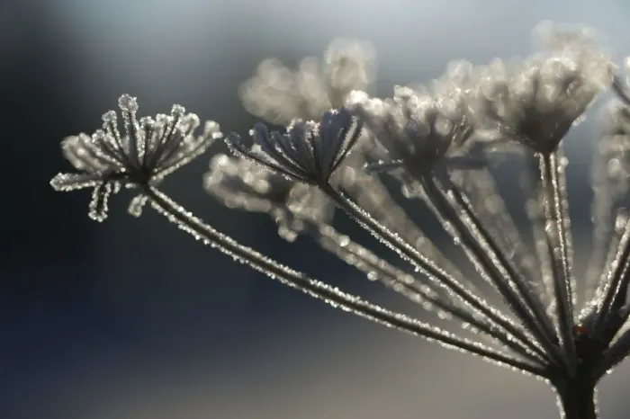 Framed Print : Frosted Wild Carrot - seedhead Framed Print : Frosted Wild Carrot - seedhead