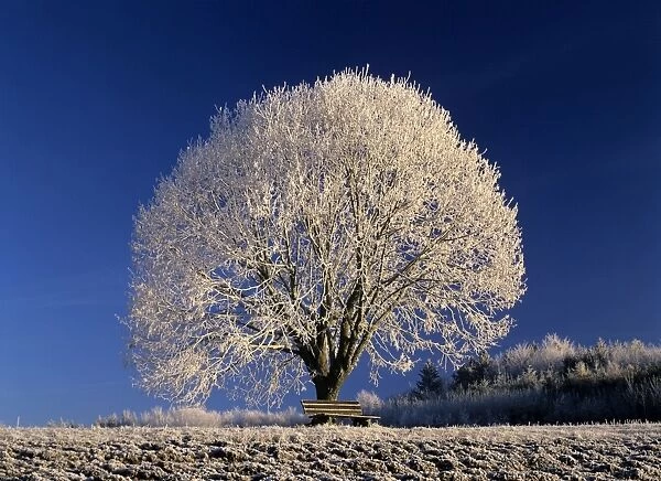Frosty landscape frost covered tree and bench Baden-Wuerttemberg, Germany