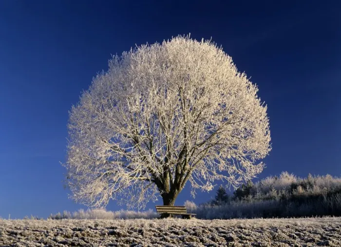 Framed Print : Frosty landscape frost covered tree and bench Baden-Wuerttemberg, Germany Framed Print : Frosty landscape frost covered tree and bench Baden-Wuerttemberg, Germany