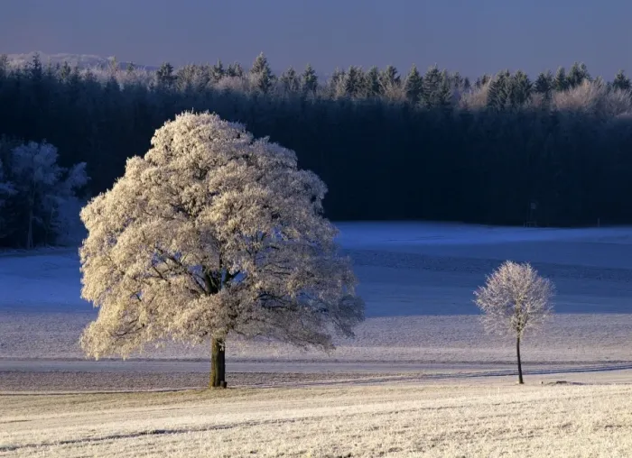 Framed Print : Frosty landscape frost covered trees and pasture in early morning light Baden-Wuerttemberg, Germany Framed Print : Frosty landscape frost covered trees and pasture in early morning light Baden-Wuerttemberg, Germany