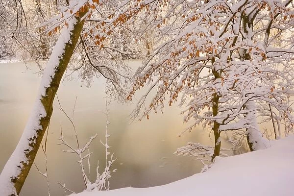 Frosty Winter Scene - deeply snow covered winter landscape showing a lake in a forest - Swabian Alb - Baden-Wuerttemberg - Germany