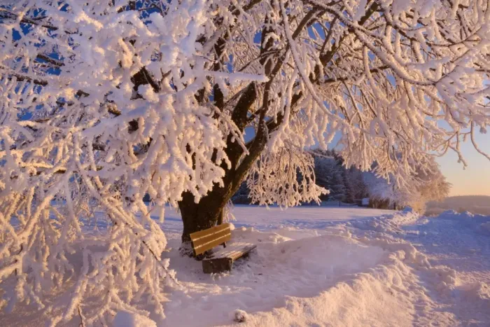 Framed Print : Frosty Winter Scene - snow-covered landscape with a thickly frost covered tree and bench at sunrise - Swabian Alb - Baden-Wuerttemberg - Germany Framed Print : Frosty Winter Scene - snow-covered landscape with a thickly frost covered tree and bench at sunrise - Swabian Alb - Baden-Wuerttemberg - Germany