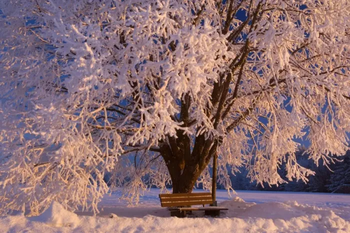 Framed Print : Frosty Winter Scene - snow-covered landscape with a thickly frost covered tree and bench at sunrise - Swabian Alb - Baden-Wuerttemberg - Germany Framed Print : Frosty Winter Scene - snow-covered landscape with a thickly frost covered tree and bench at sunrise - Swabian Alb - Baden-Wuerttemberg - Germany