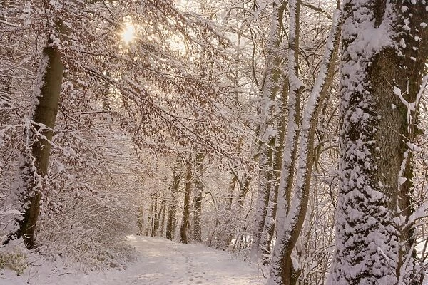 Frosty Winter Scene - winter landscape showing a foot path in a forest with thick snow covered branches of trees - Swabian Alb - Baden-Wuerttemberg - Germany