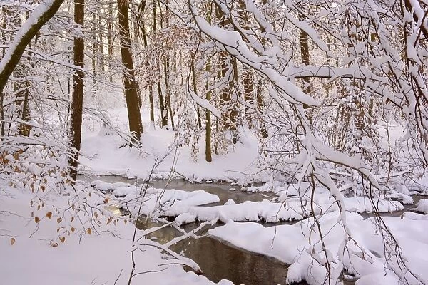 Frosty Winter Scene - winter landscape with thick snow covered branches of trees in a forest - with a creek - Swabian Alb - Baden-Wuerttemberg - Germany