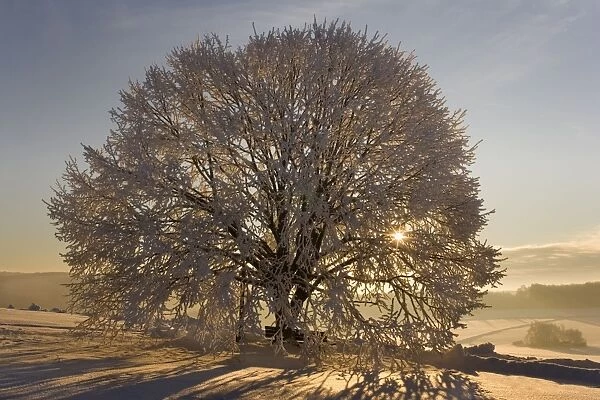 Frosty winter scenery - snow-covered landscape with the sun shining through the branches of a thickly frost covered tree. The morning sun is visible in the picture - Swabian Alb - Baden-Wuerttemberg - Germany