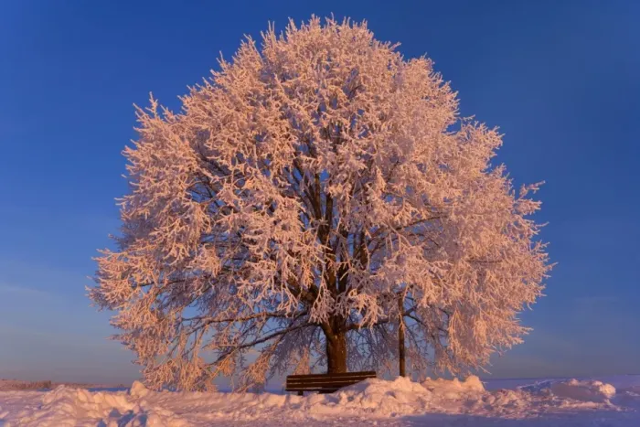 Framed Print : Frosty winter scenery - snow-covered landscape with a thickly frost covered tree and romantic bench at sunrise - Swabian Alb - Baden-Wuerttemberg - Germany Framed Print : Frosty winter scenery - snow-covered landscape with a thickly frost covered tree and romantic bench at sunrise - Swabian Alb - Baden-Wuerttemberg - Germany
