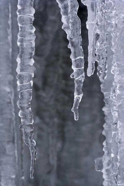 Frozen Water - a curtain of icicles under a frozen waterfall in winter - Swabian Alb - Baden-Wuerttemberg - Germany