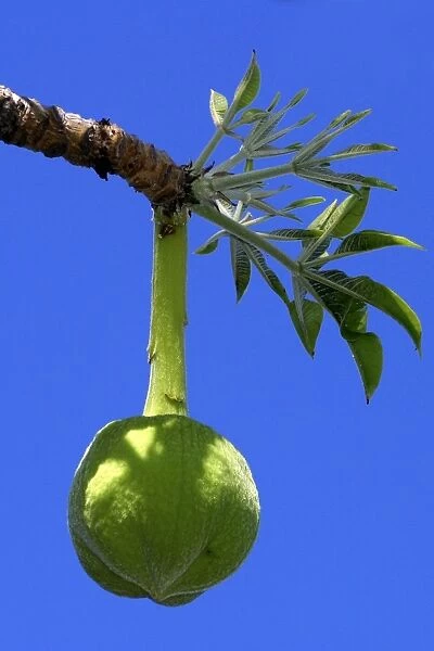 Fruit de Baobab.Adansonia digitata