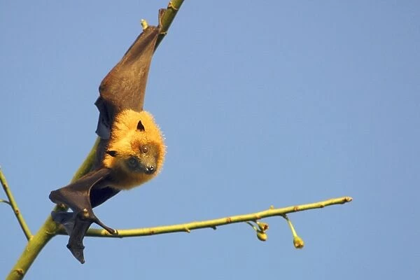 Fruit Bat - endangered endemic to Mayotte. Mayotte Island Indian Ocean