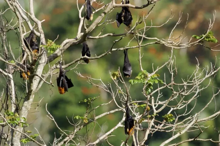 Framed Print : Fruit Bat - endangered & endemic to Mayotte. Mayotte Island Indian Ocean