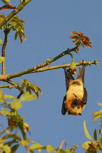 Fruit Bat - endangered & endemic to Mayotte. Mayotte Island Indian Ocean