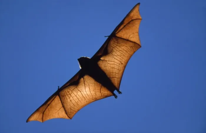 Framed Print : Fruit Bat Madagascar Framed Print : Fruit Bat Madagascar