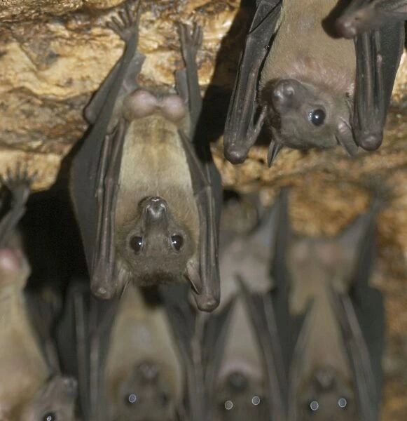 Fruit Bats - males hanging upside down living in rock shelter, Uganda, Africa