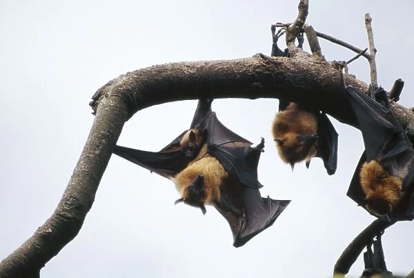 Fruit Bats MI 1133 Aka Common Flying Fox, the largest Bat in the world - Hanging from tree, with baby - Vietnam Pteropus vampyrus © Masahiro Iijima  /  ardea. com