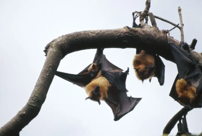 Framed Print : Fruit Bats MI 1133 Aka Common Flying Fox, the largest Bat in the world - Hanging from tree, with baby - Vietnam Pteropus vampyrus © Masahiro Iijima / ardea. com Framed Print : Fruit Bats MI 1133 Aka Common Flying Fox, the largest Bat in the world - Hanging from tree, with baby - Vietnam Pteropus vampyrus © Masahiro Iijima / ardea. com