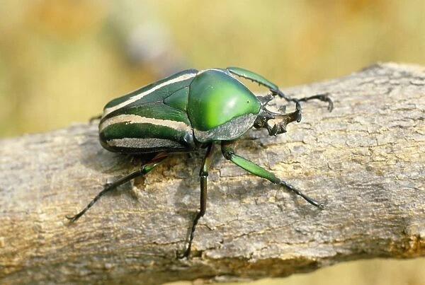 Fruit Beetle Family: Scarabaeidae Genus: Cetoniinae