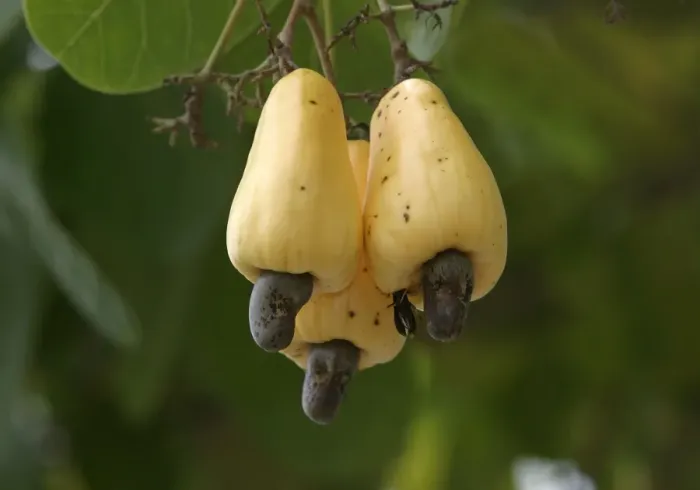 Framed Print : Fruit - Cashew Apple. Venezuela Framed Print : Fruit - Cashew Apple. Venezuela